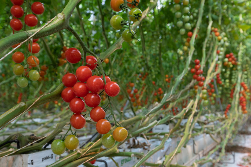 Pomodori Gandini